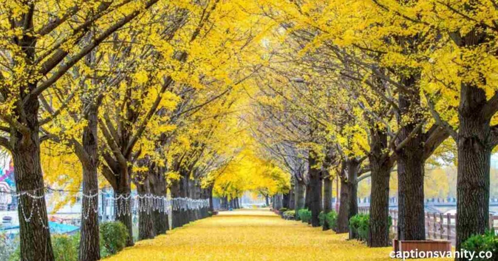 Nature Scenery Captions for Instagram
